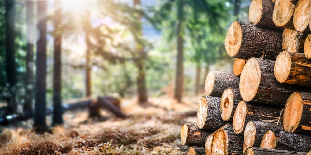 Honeyview_AdobeStock_333211929.jpg